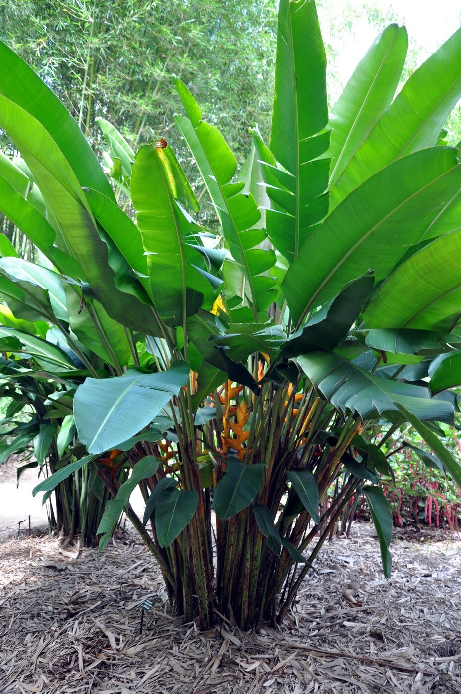Mayan Gold Heliconia Seeds (H. champneana) Rare Lobster Claw Parrot Beak Flowers