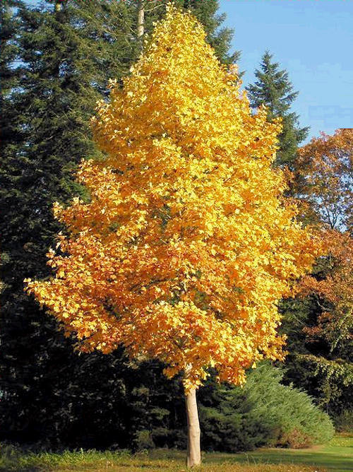Tulip Tree qt pot