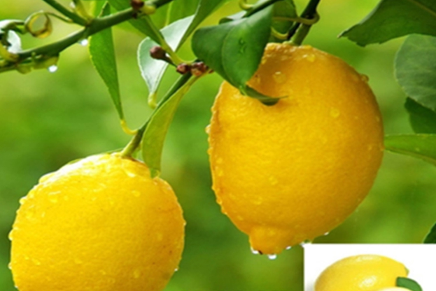 20 SEED PACK for Germination of Yellow Lemon Green Lime plant bush flower garden