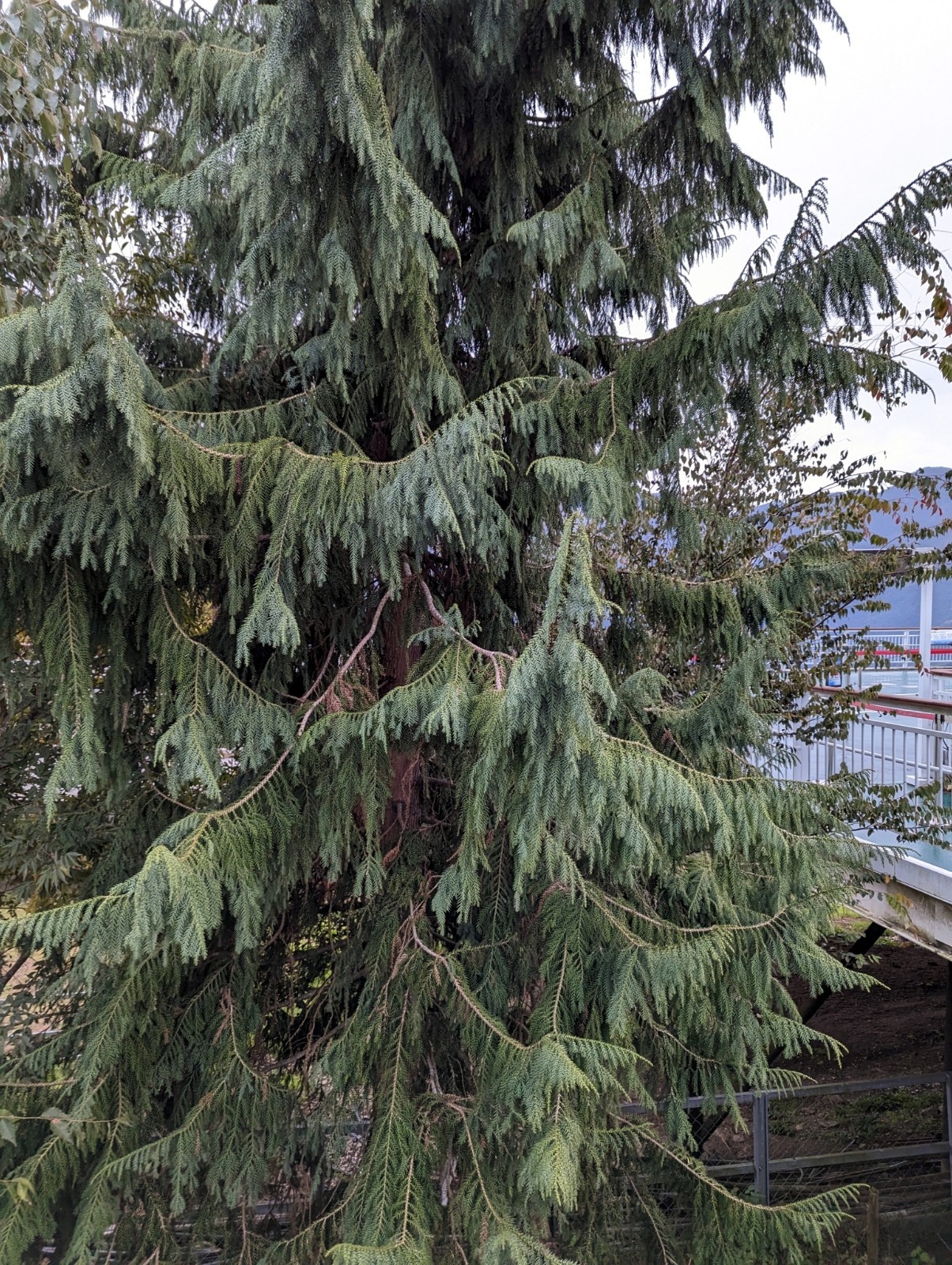 Taiwan Cedar Coffin Tree Seeds (Taiwania cryptomerioides) Rare Evergreen Conifer