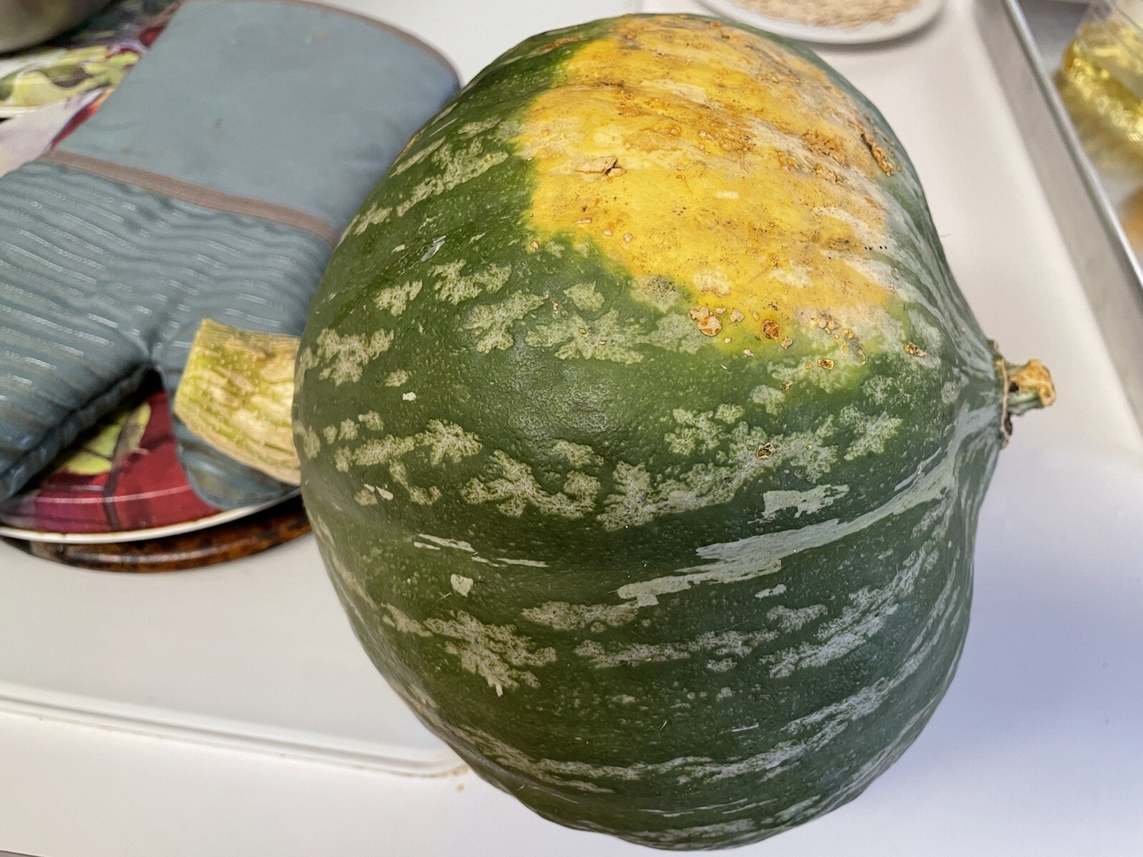 15 Lakota Squash   Japanese Kuri  Pumpkin  Squash  Seeds 2022 fall fresh seeds