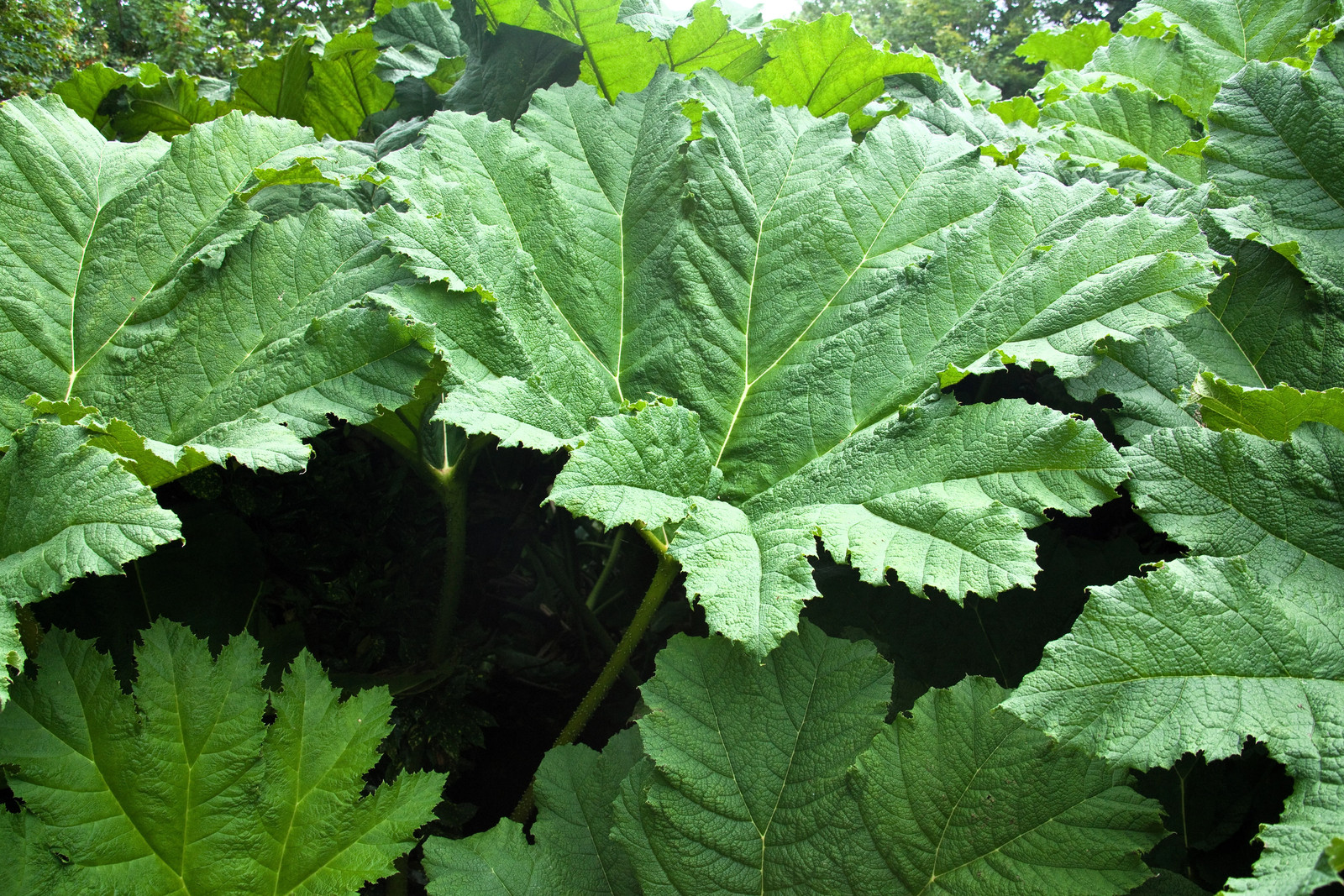 10 GUNNERA INSIGNIS Giant Rhubarb (Leaves to 6′, Red Flower Spikes to 3′) Seeds