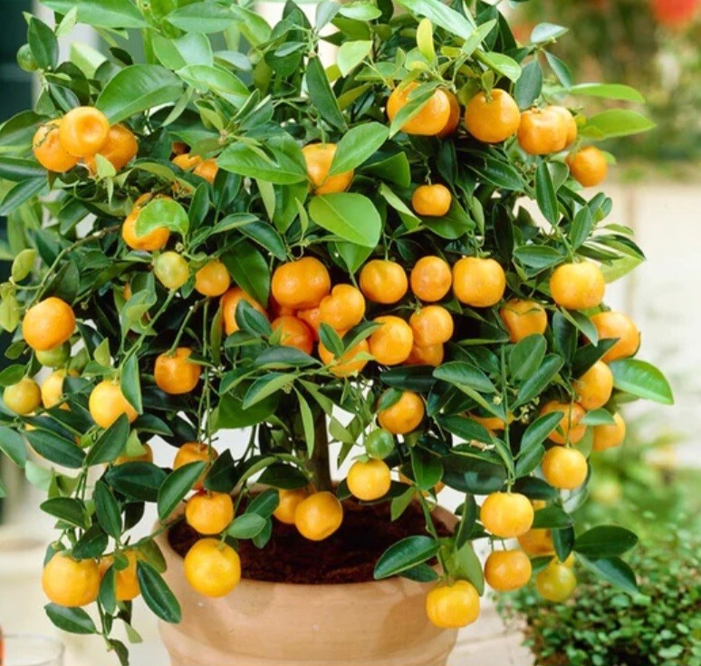 Calamondin Orange Tree Seedlings Zones 8 to 11 Self-pollinating 4″ Pot