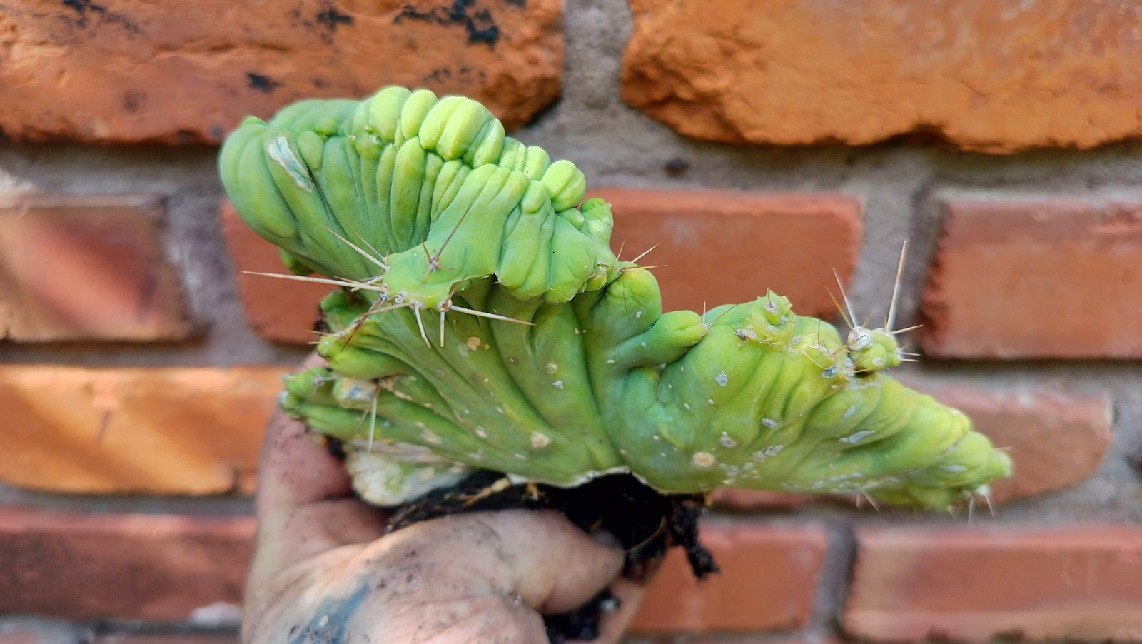 Sacred Cactus – Bridgesii -TBM Crested) – Fully Rooted (Exact Cactus)