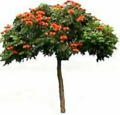 African Tulip Live tree