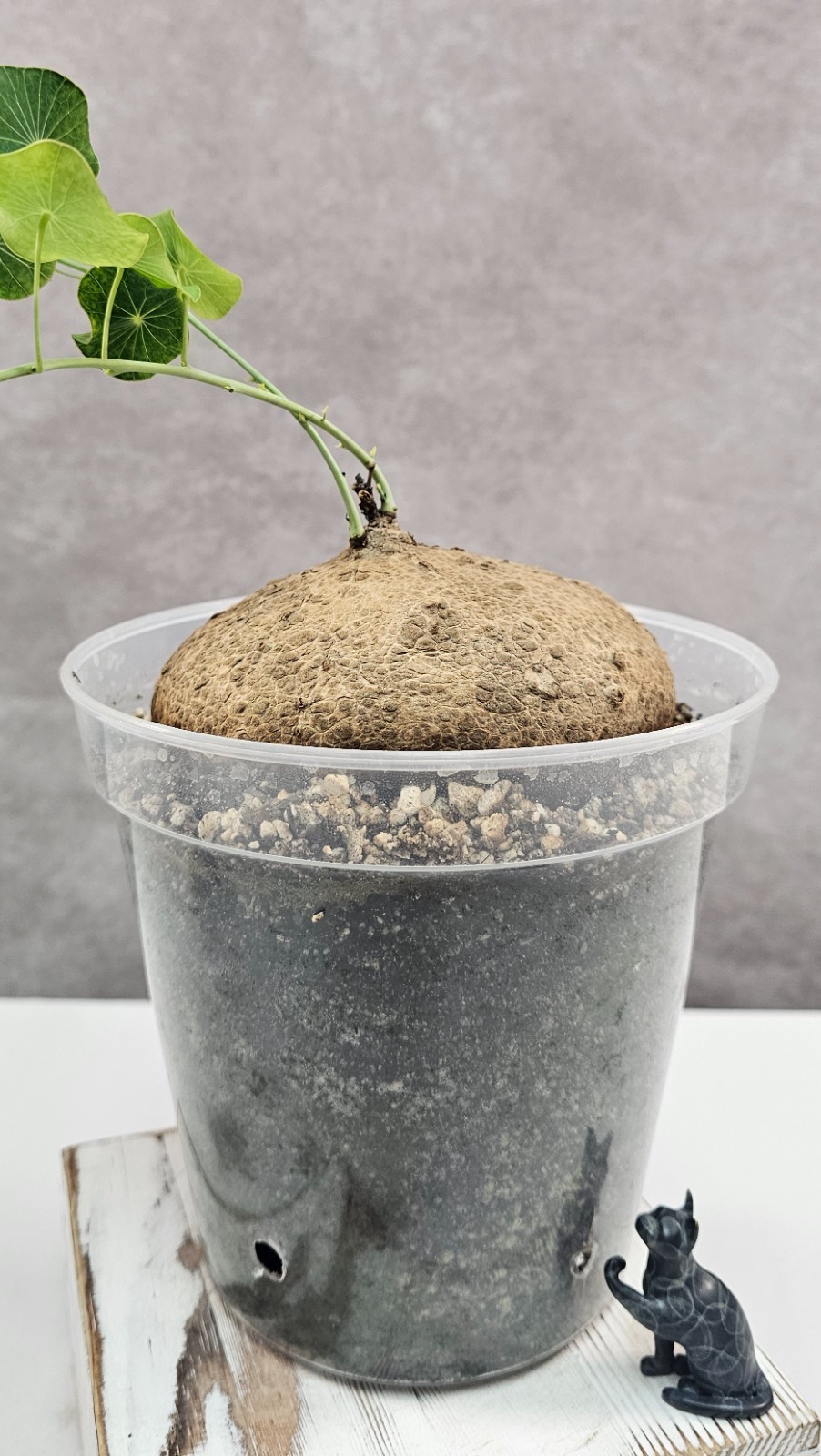 HUGE & HEAVY! Stephania Erecta – Succulent – FEMALE W/ SEEDS!!! – Succulent