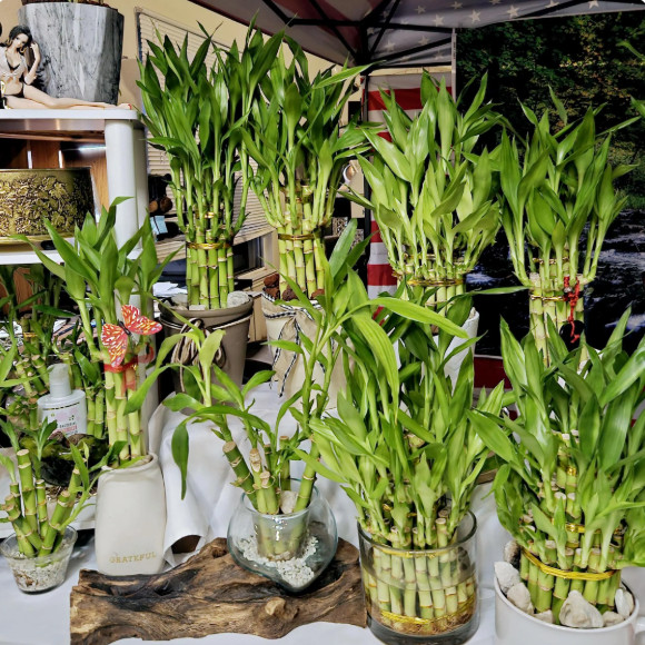 8 LUCKY BAMBOO 4″ and 6″ Indoor Water Plants, Perennial, GIFT, Free Shipping