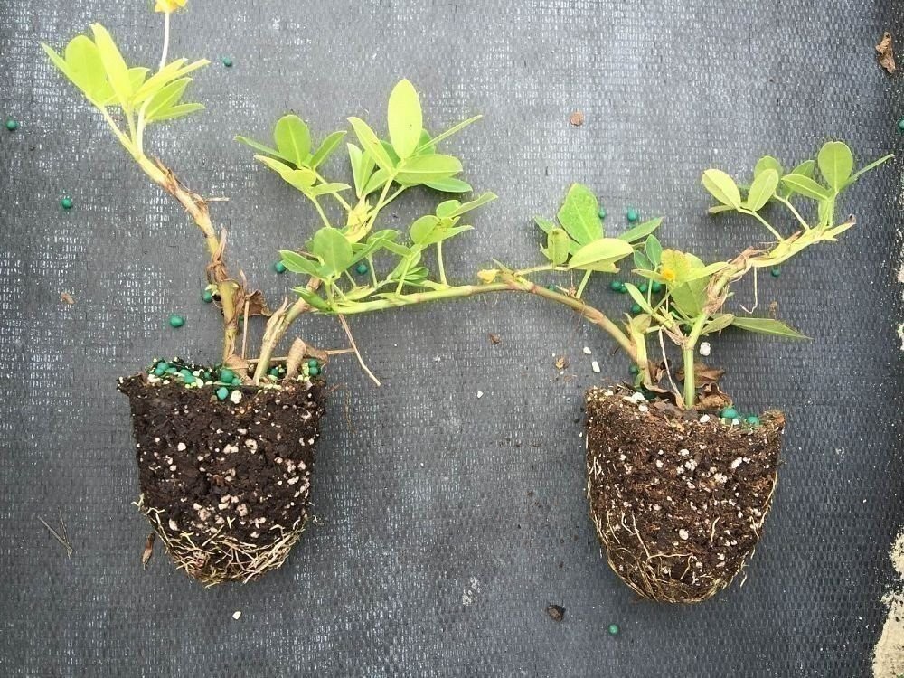Ornamental Peanut Grass – 20 Live Fully Rooted Plants – Arachis Glabrata