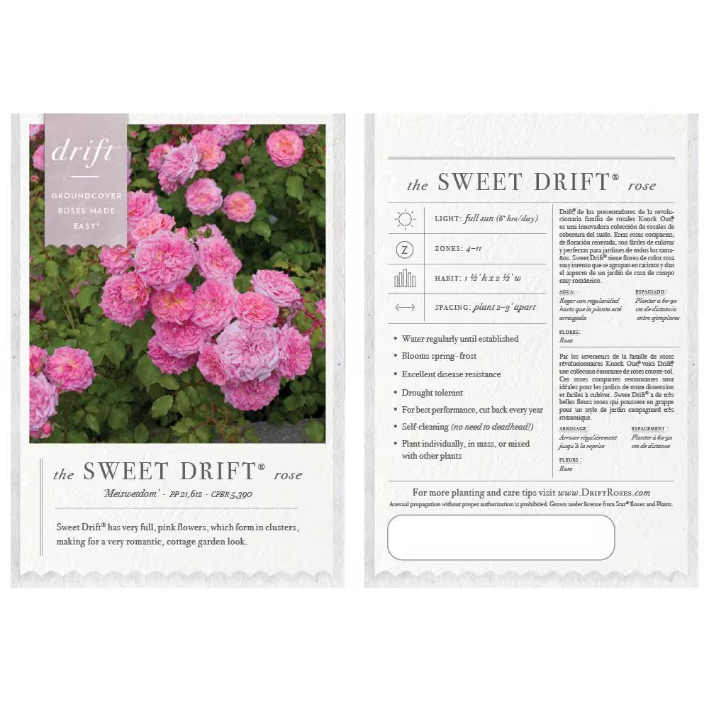 1 Gal. Sweet Drift Rose Bush with Pink Flowers (2-Pack)