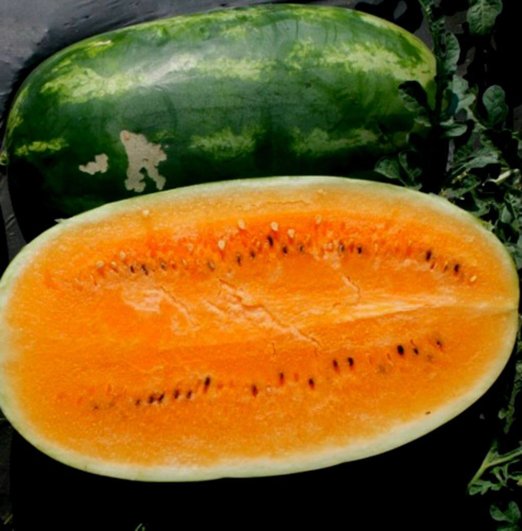Orange Tendersweet Watermelon! 15 SEEDS COMB. S/H SEE MY STORE