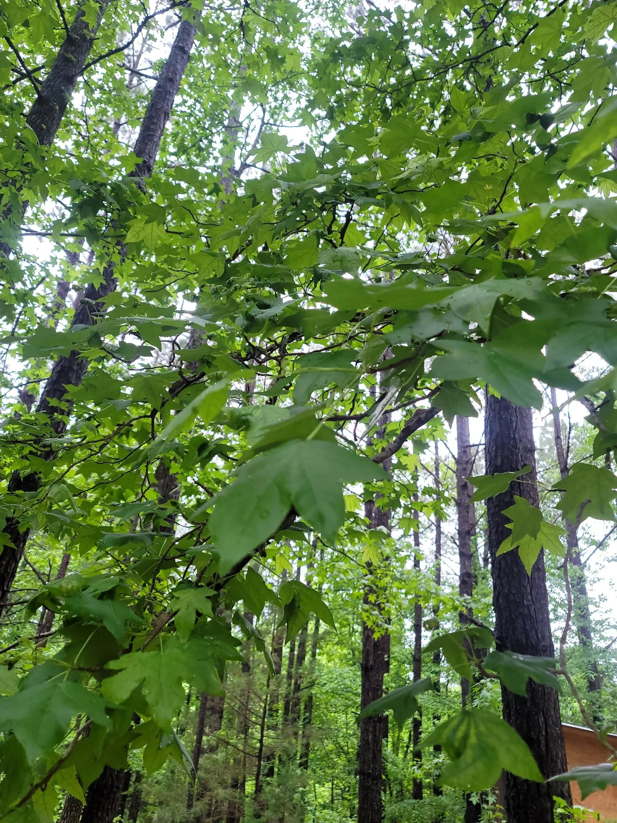 Hand-Picked Organic Dry Wild Sweetgum Leaves