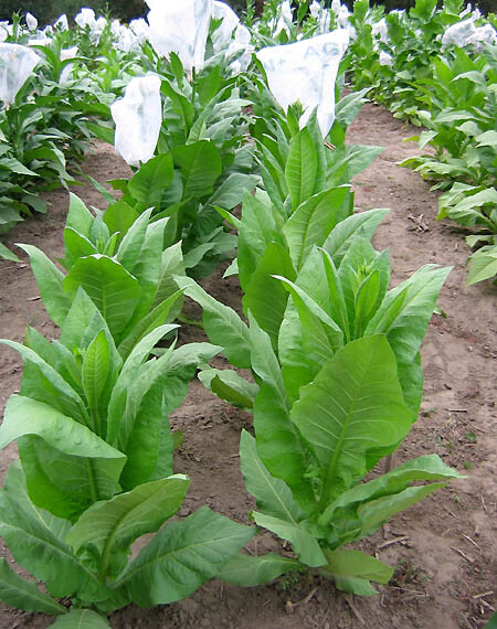1000 Havaña K2-24 Tobacco Seeds ~ Heirloom Non-GMO Nicotiana Tabacum Fast Growin
