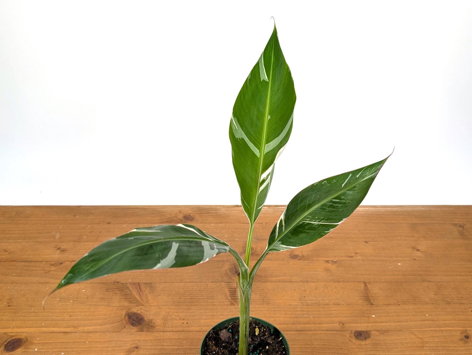 Variegated Musa Florida Banana Tree – Rare Exotic Tropical Indoor Houseplant