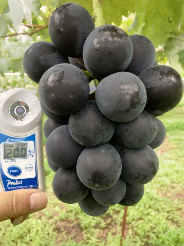 5pcs Japanese Fujiminori table grape cuttings 藤稔葡萄/乒乓球葡萄插条 US seller