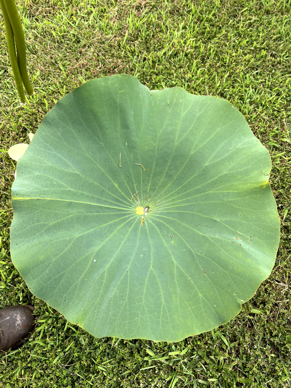 120 Seeds Yellow Lotus Flower Seeds American Water Lily for Pots or Pond