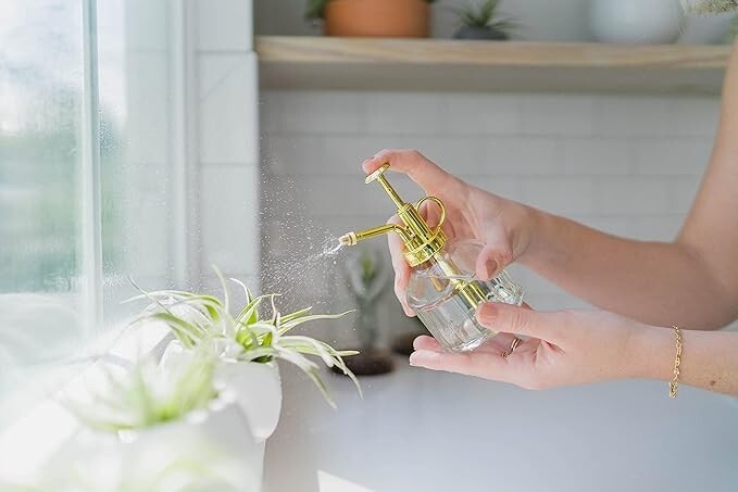 Gray Ceramic Holder with Live Air Plants – Easy Indoor Outdoor Home Decor