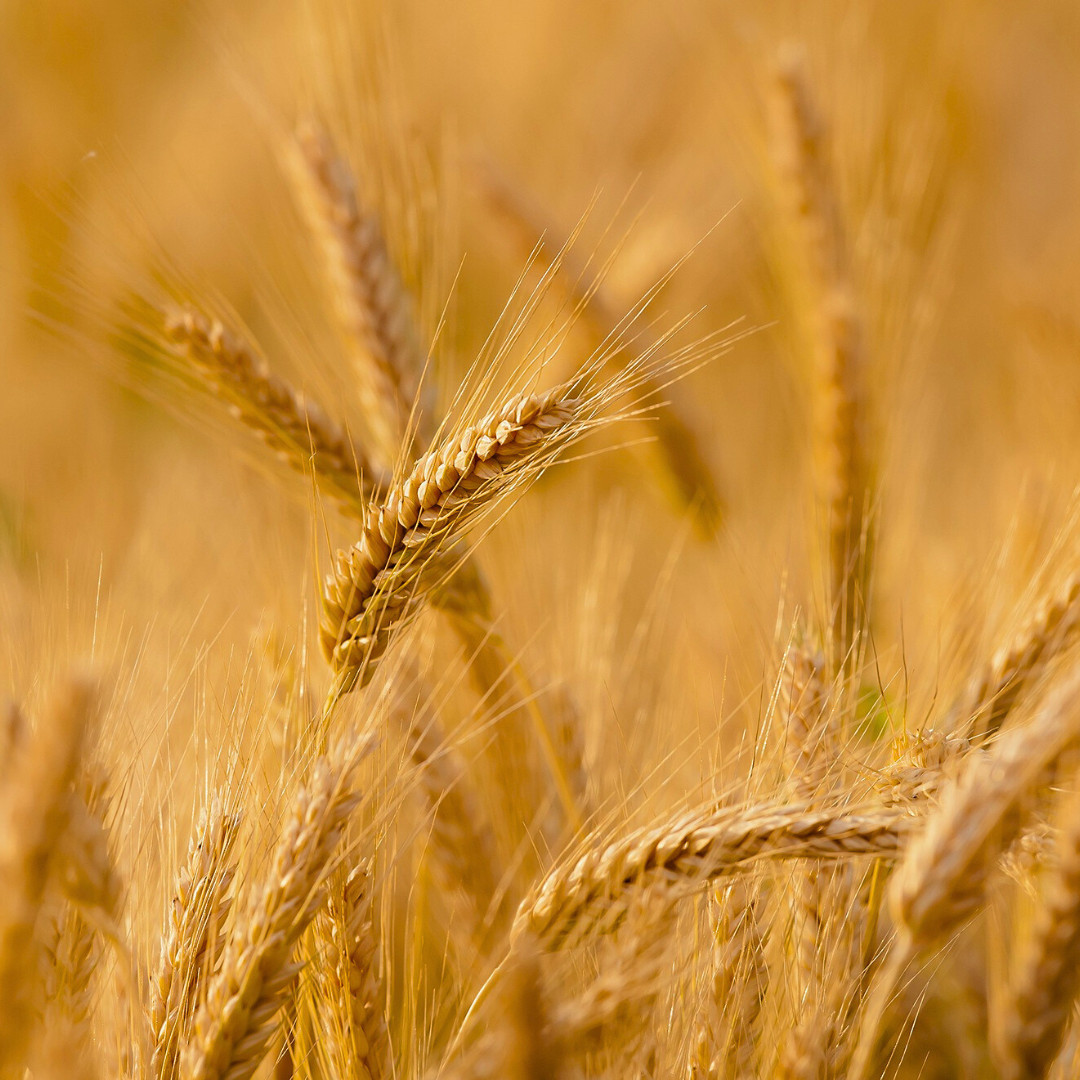 Fresh Wheat Seeds | Hard Red Winter | Organic | Heirloom Non-GMO | Grain Seeds