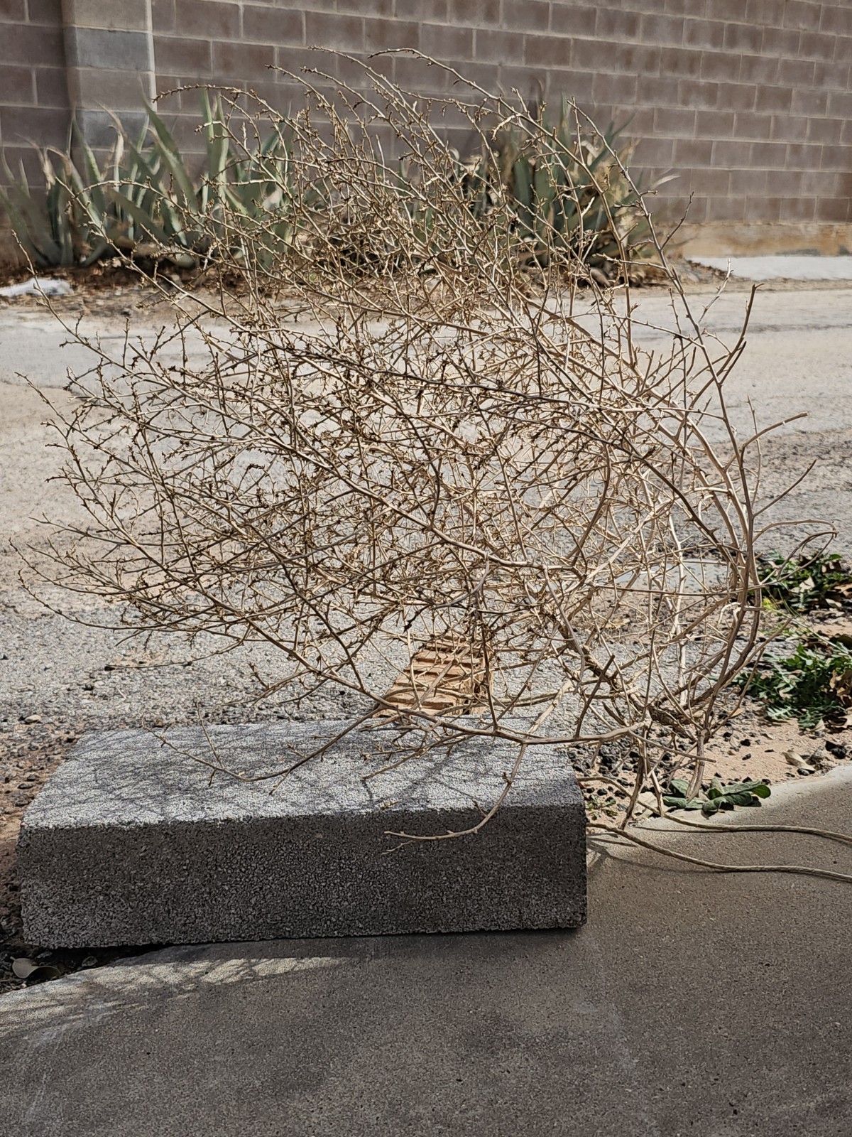 Dried Tumbleweed Salsola Mature Brown Drought Resistant Arid Outdoor Plant