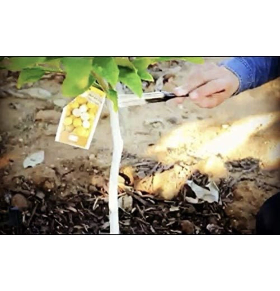 IV Organic 1 Pint White 3-in-1 Plant Guard
