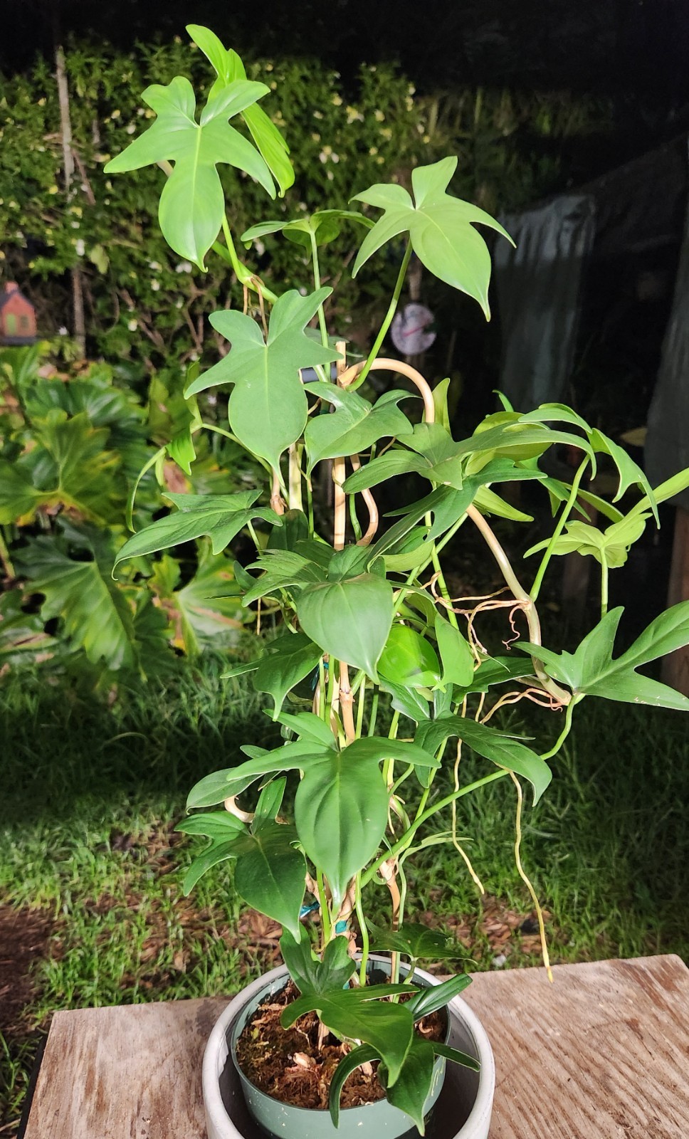 Philodendron Pedatum Plant in 6″ Pot 27″ Tall 15″ Wide LARGE
