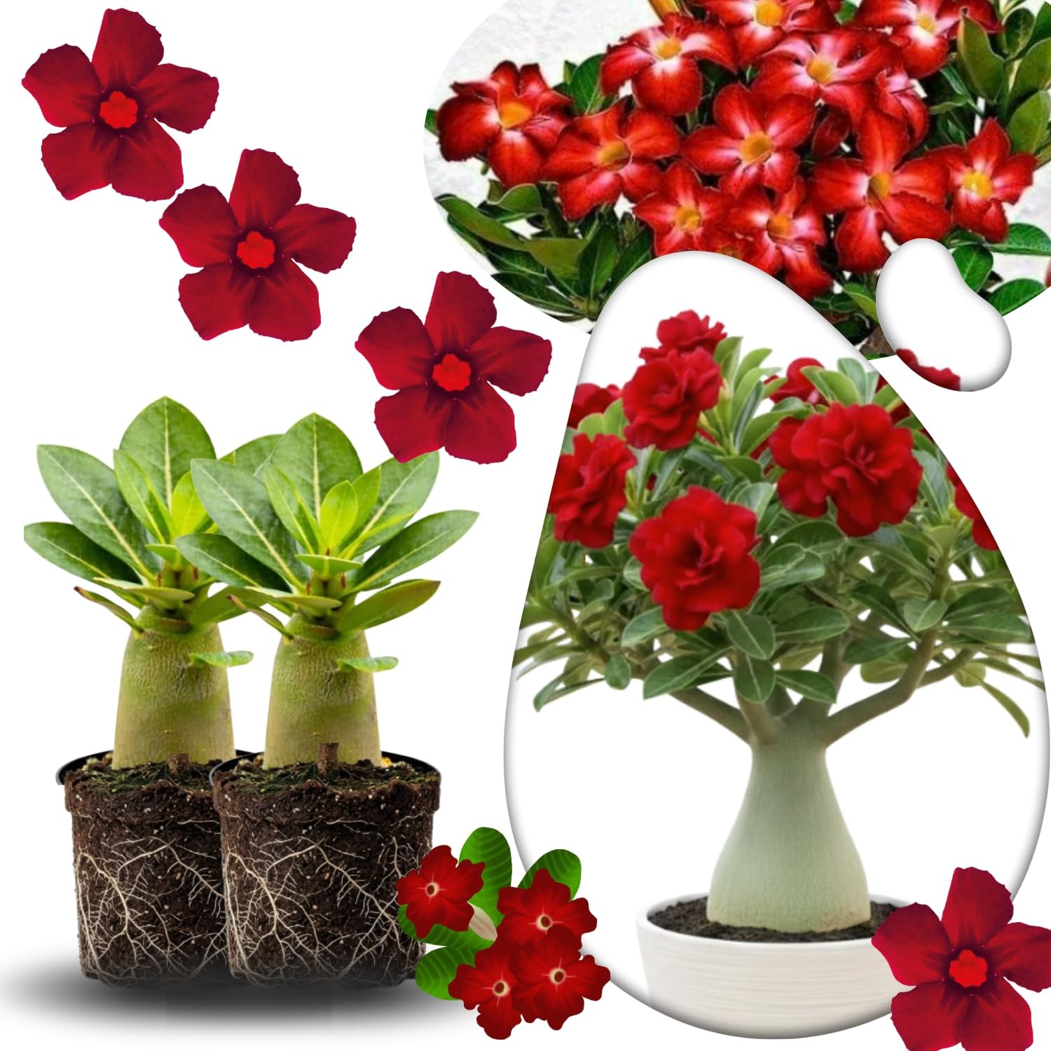 2 White Desert Rose Live Plants 3-6 Inch Tall, Adenium Tropical Succulent