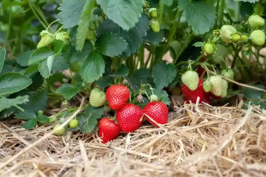 12 Strawberry Plants “Sweet Charlie”-SUPER-SWEET (Pack of 12 Bare Root)Zone: 4-9