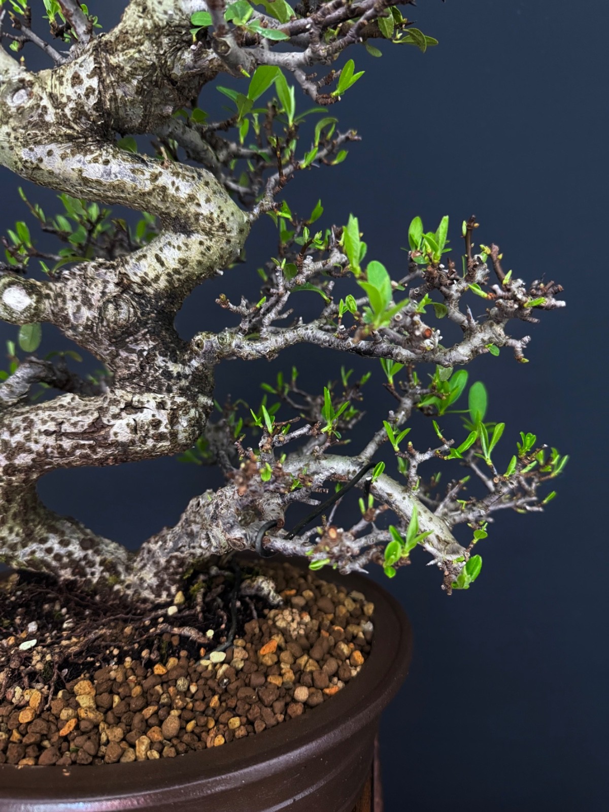 Pyracantha Fruit Bonsai tree (very easy to bear fruit)