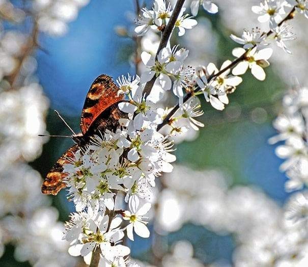 1 Hansens bush cherry, rooted plant, Zones 2-8 self pollinat