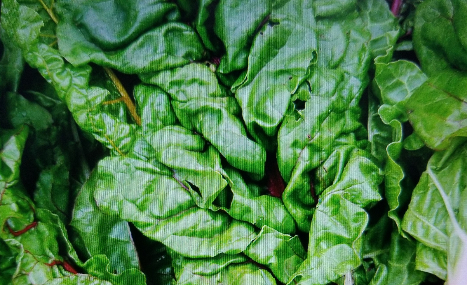 Premium Rainbow Swiss Chard -Fresh Organic Heirloom Seeds Beautiful & Delicious
