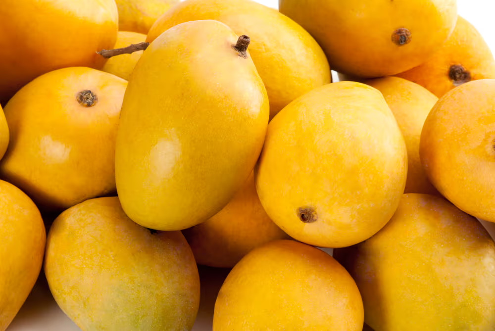 Big Grafted Mango (Mangifera ) Alphonso Live Fruit Tree (1.5-3 ft) Indica