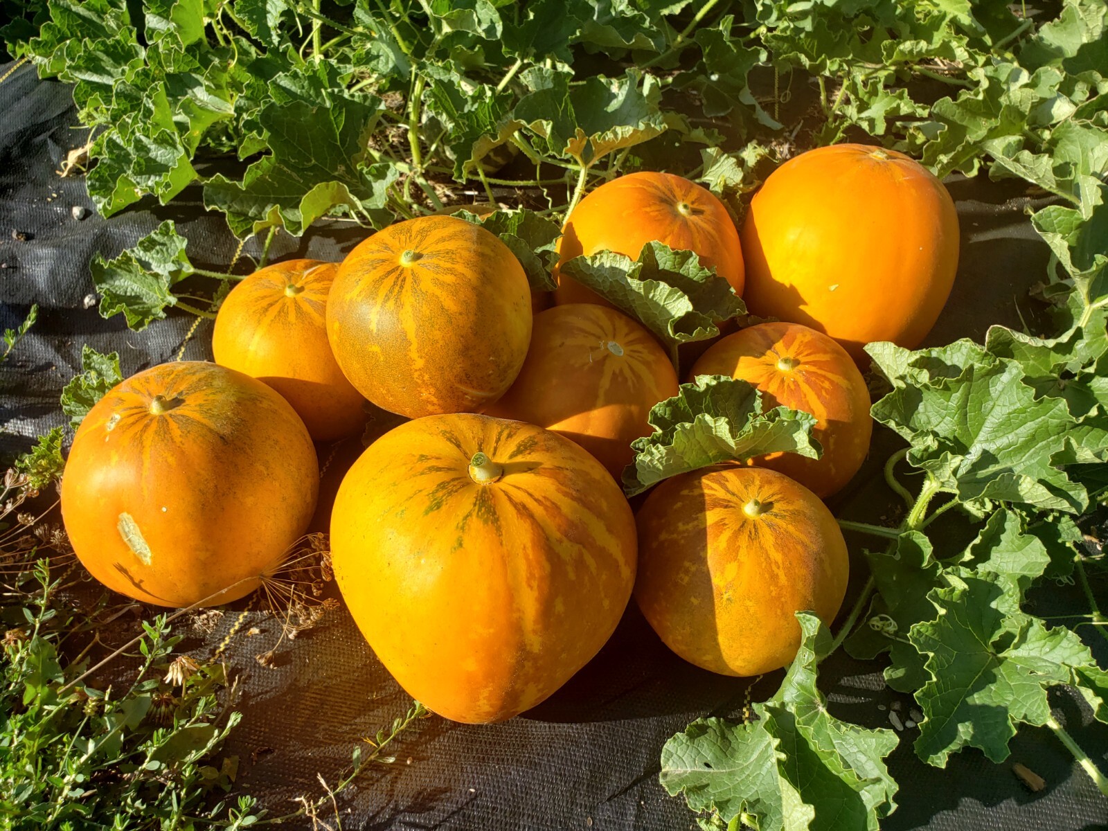 White Lion Green Orange Fleshed Melon Seeds! RARE Small Sweet Heirloom -Tracking