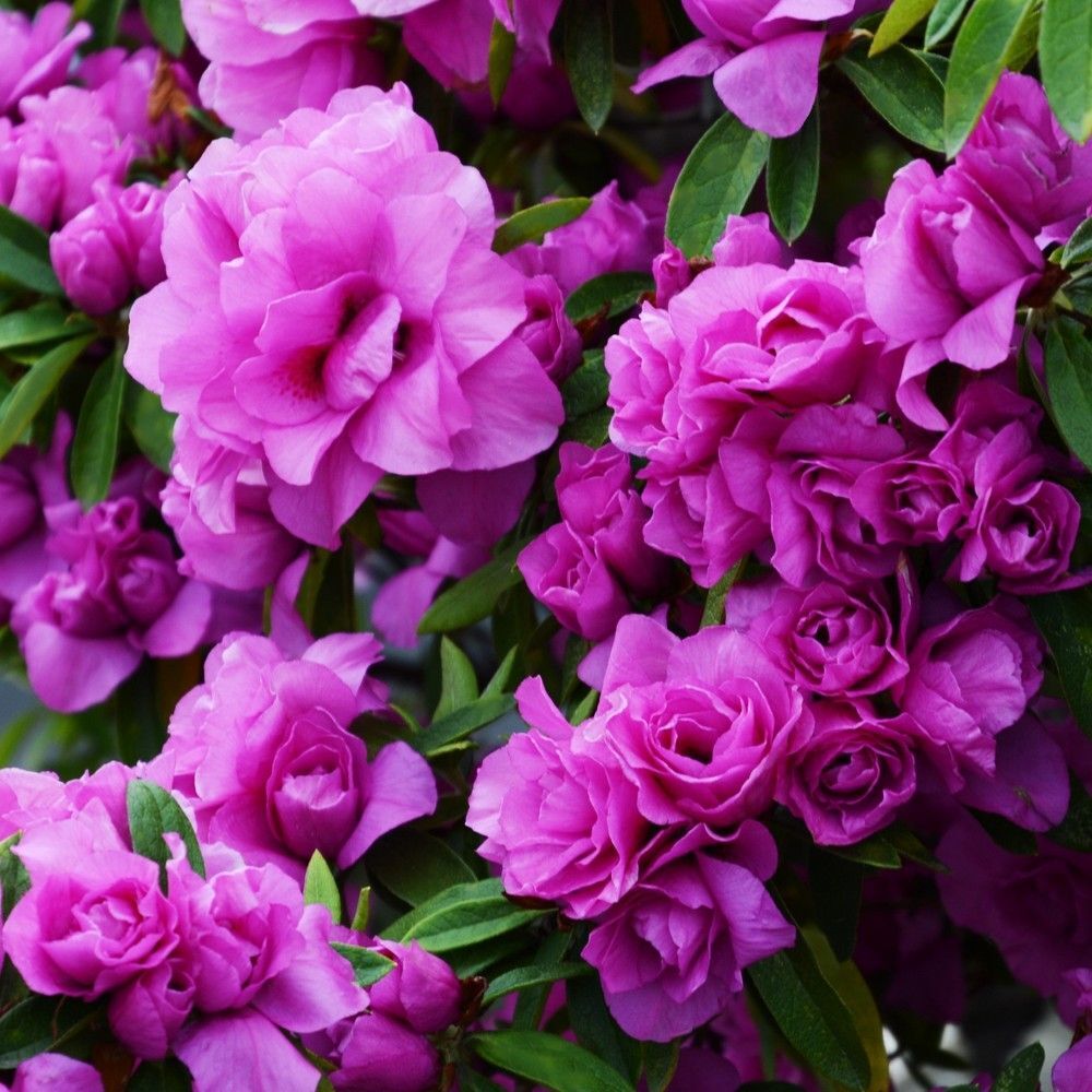 ~~AMELIA ROSE~~Azalea Rhododendron Deciduous SMALL ROOTED Starter Plant~~