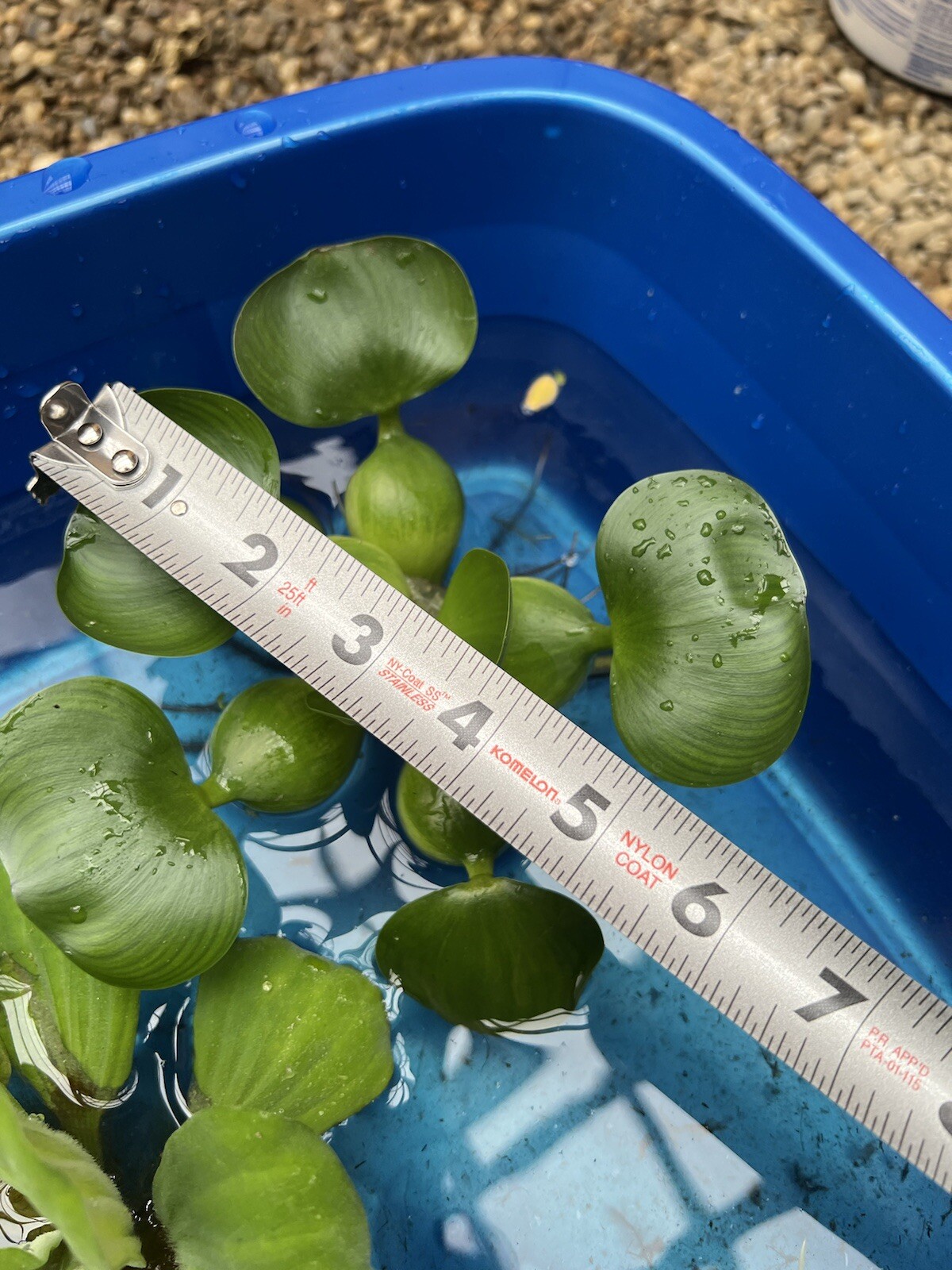 (6) MIX Water Lettuce & Hyacinth Large 5-7” Koi Pond Floating Plant Algae Shade