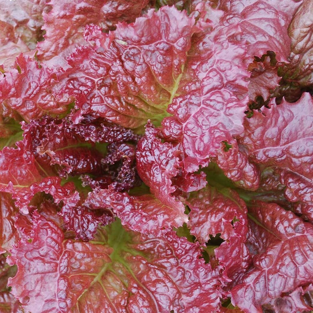2000 Organic Ruby Red Lettuce Seeds Non Gmo Heirloom- With Bonus!