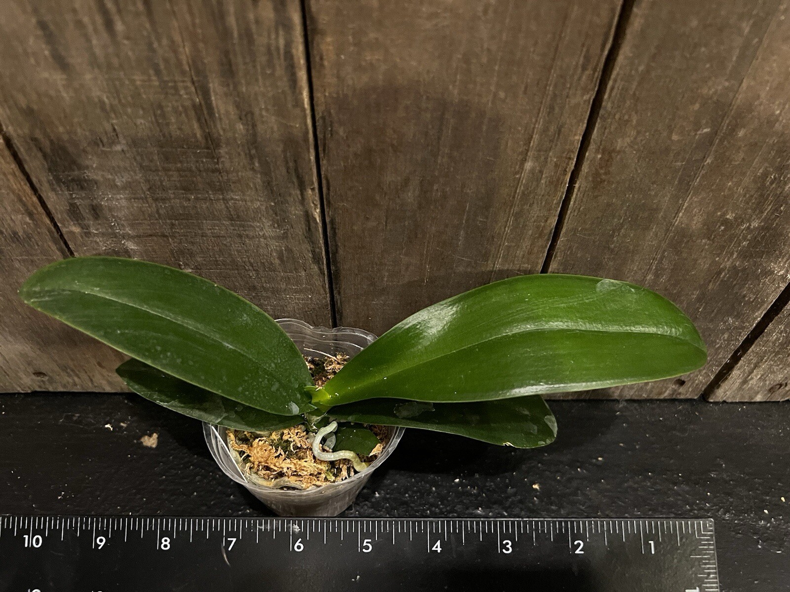 Phal. Chi Yueh Yellow Chameleon, Mature Size, FREE Shipping