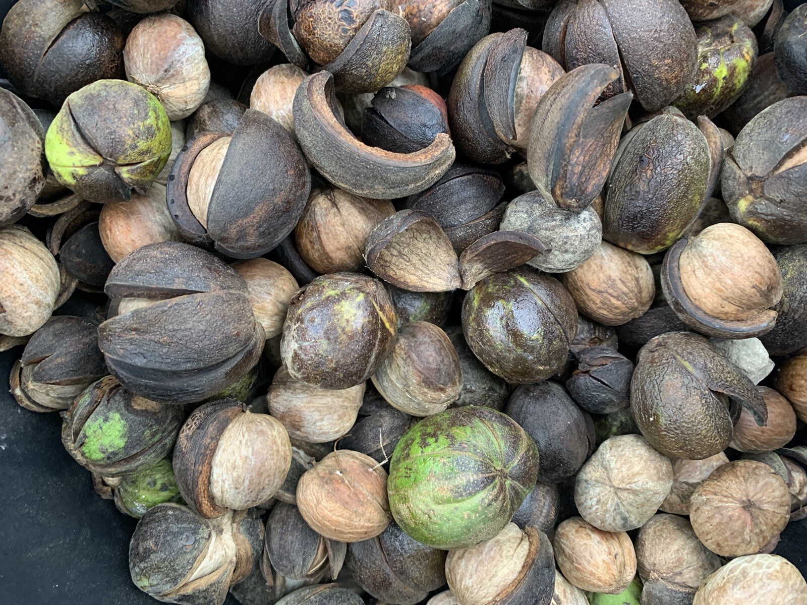 Shagbark Hickory Carya Ovata Picked 2024 10 SEEDS Nuts Free Shipping Super Fresh
