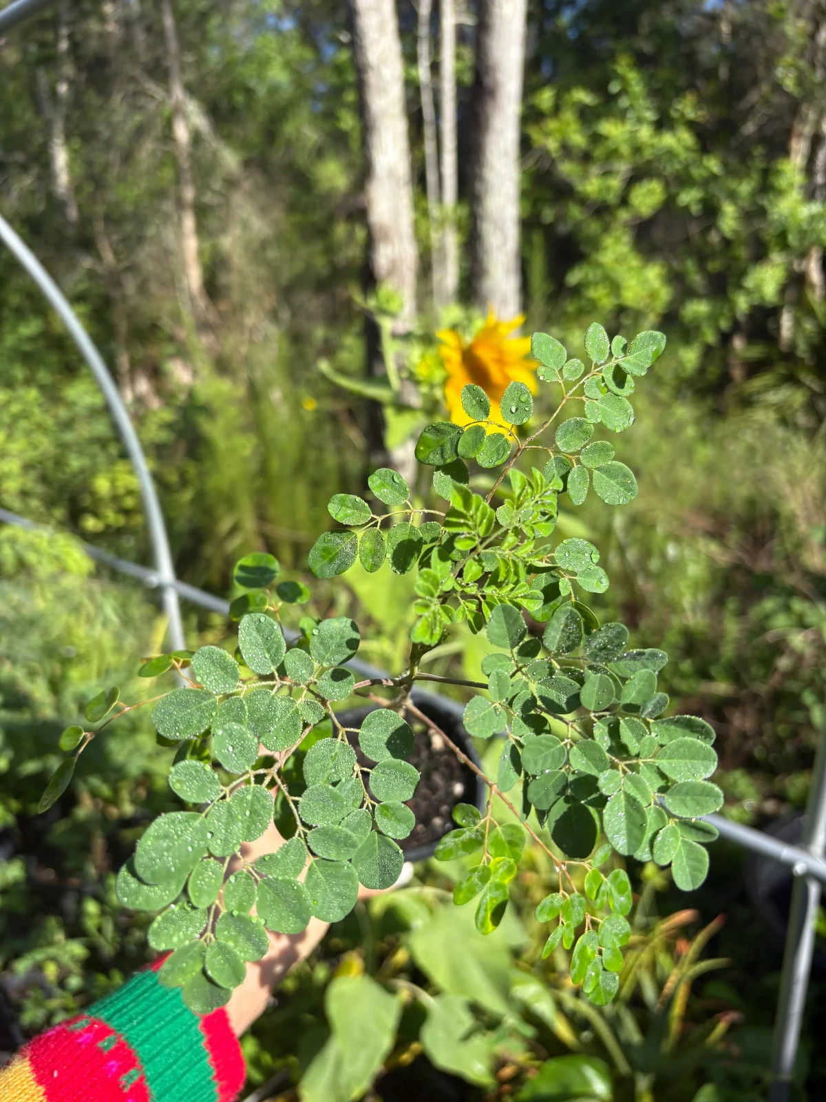 9* Inch Mature Moringa Plant + 2 Moringa Seeds | Moringa Oleifera | Drumstick