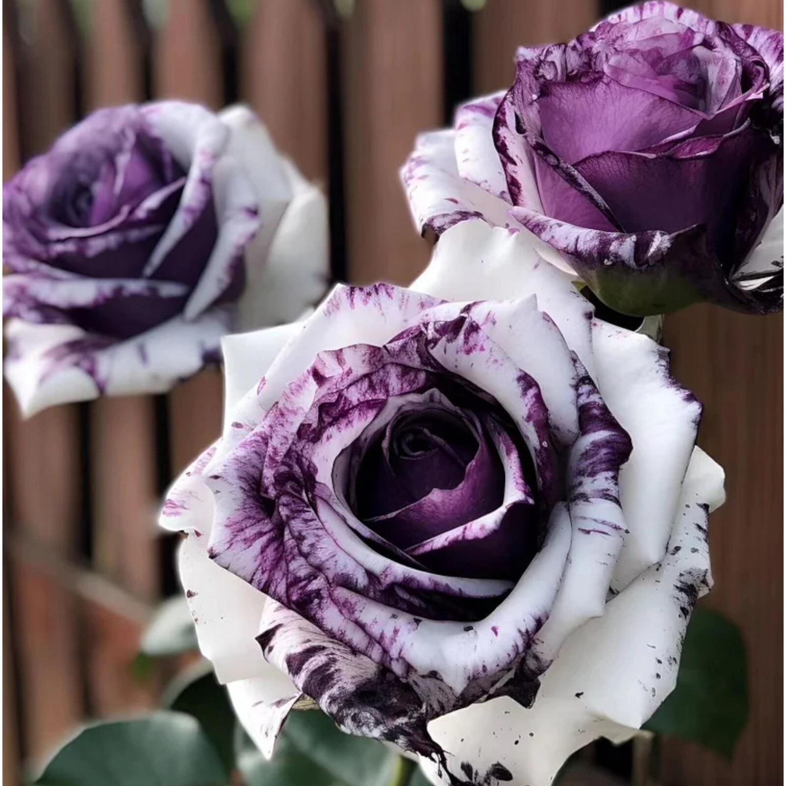 20pcs Rare Purple and White Twin Rose Seeds – Captivating Garden Contrasts