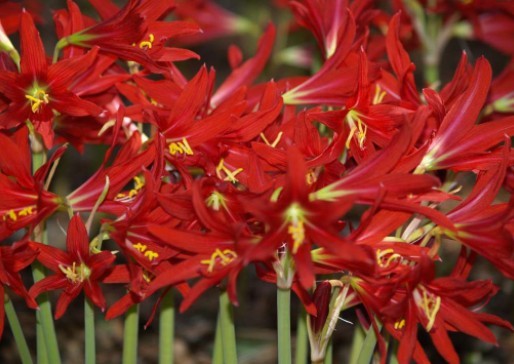 Oxblood Lily Bulbs Lilies Rain Schoolhouse Hurricane Free Ship SMALL