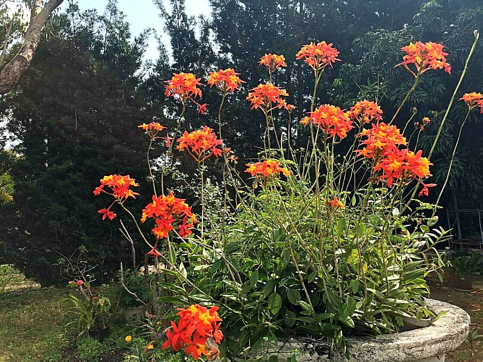 6 Orchid Orange Red Yellow Fire-star Plants Epidendrum Radicans, Live Plant