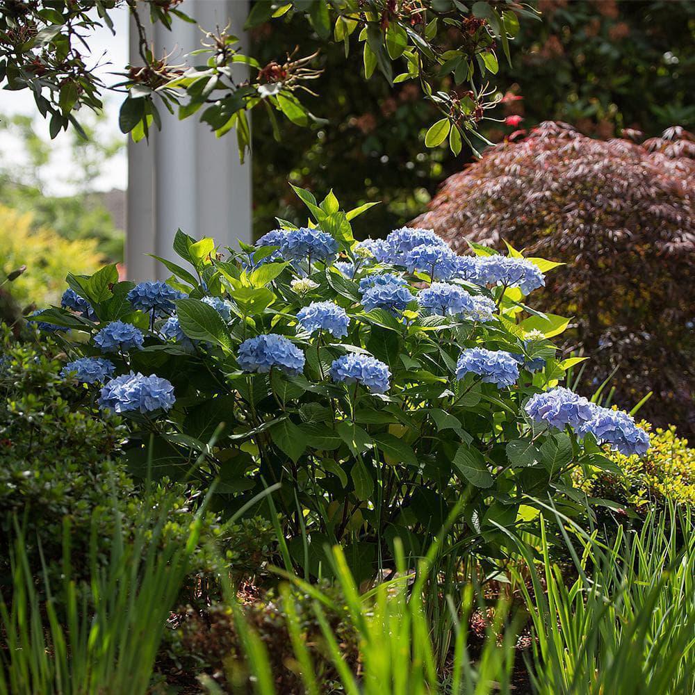 Endless Summer 1 Gal. Original Reblooming Hydrangea Shrub Pink/Blue Flowers