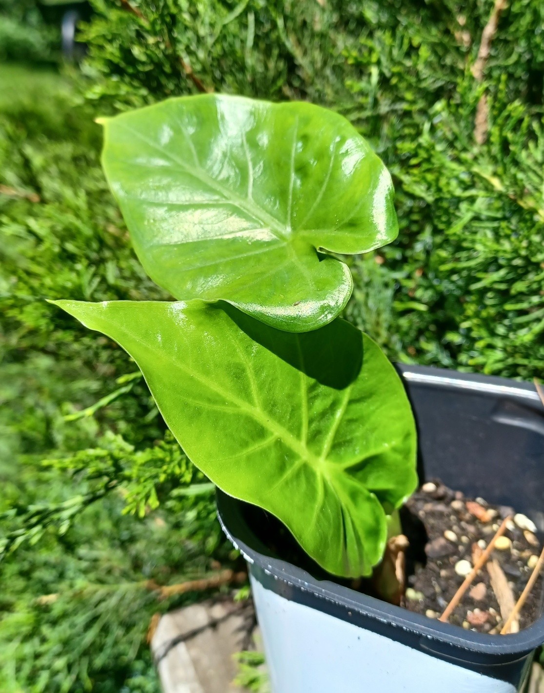 BORNEO GIANT Huge ELEPHANT EAR Alocasia Macrorrhiza 1-yr plant!!