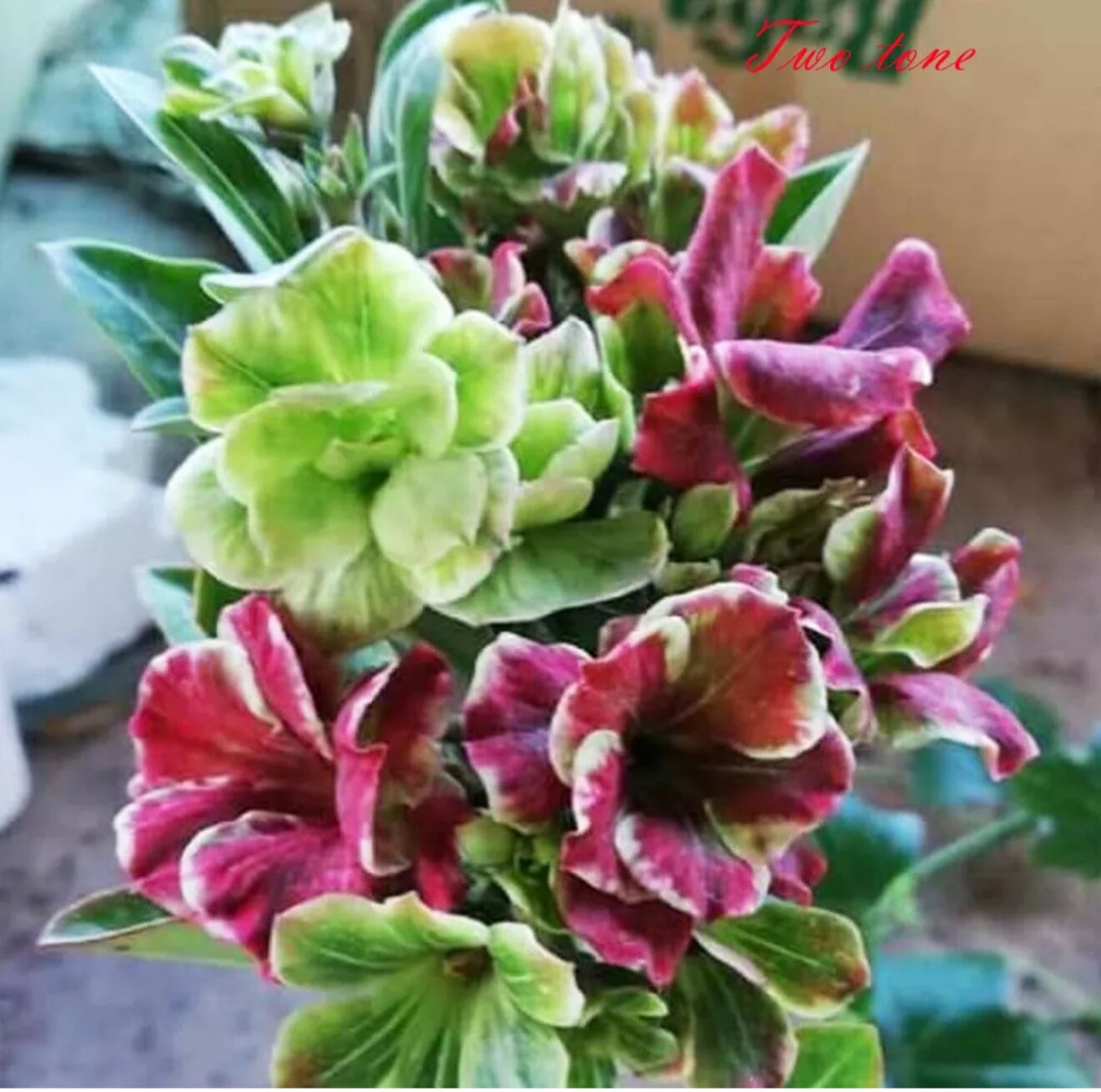 Two Tone~ Desert Rose Adenium Obesum SMALL Rooted Seedling Plant
