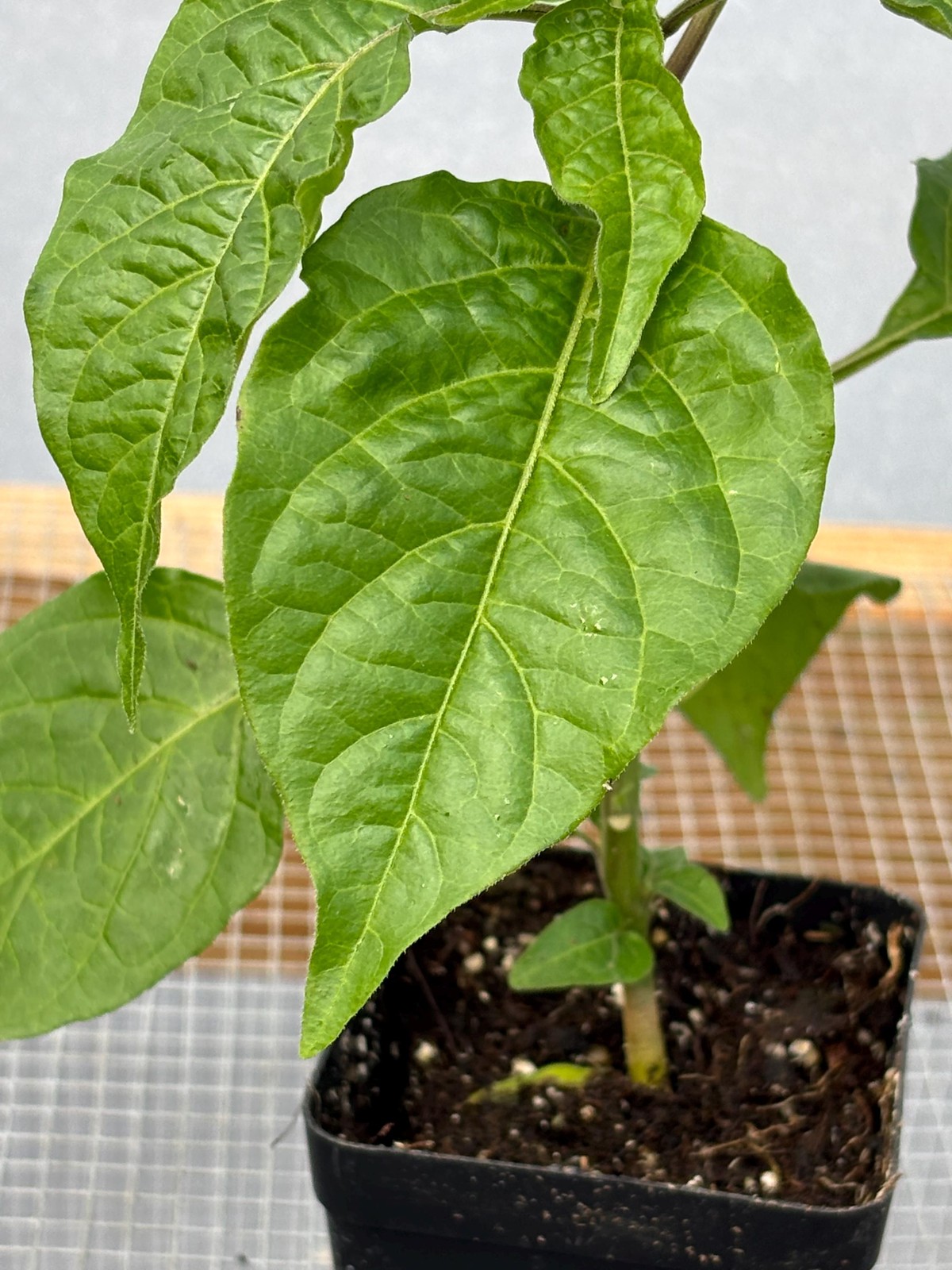 Cayenne Pepper Live Plants – Seedlings/Plugs- 3″- 6″ tall – 30-50 days old