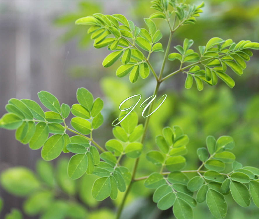 Tropical Seeds -Moringa oleifera PKM 2 -10 Seeds for Planting