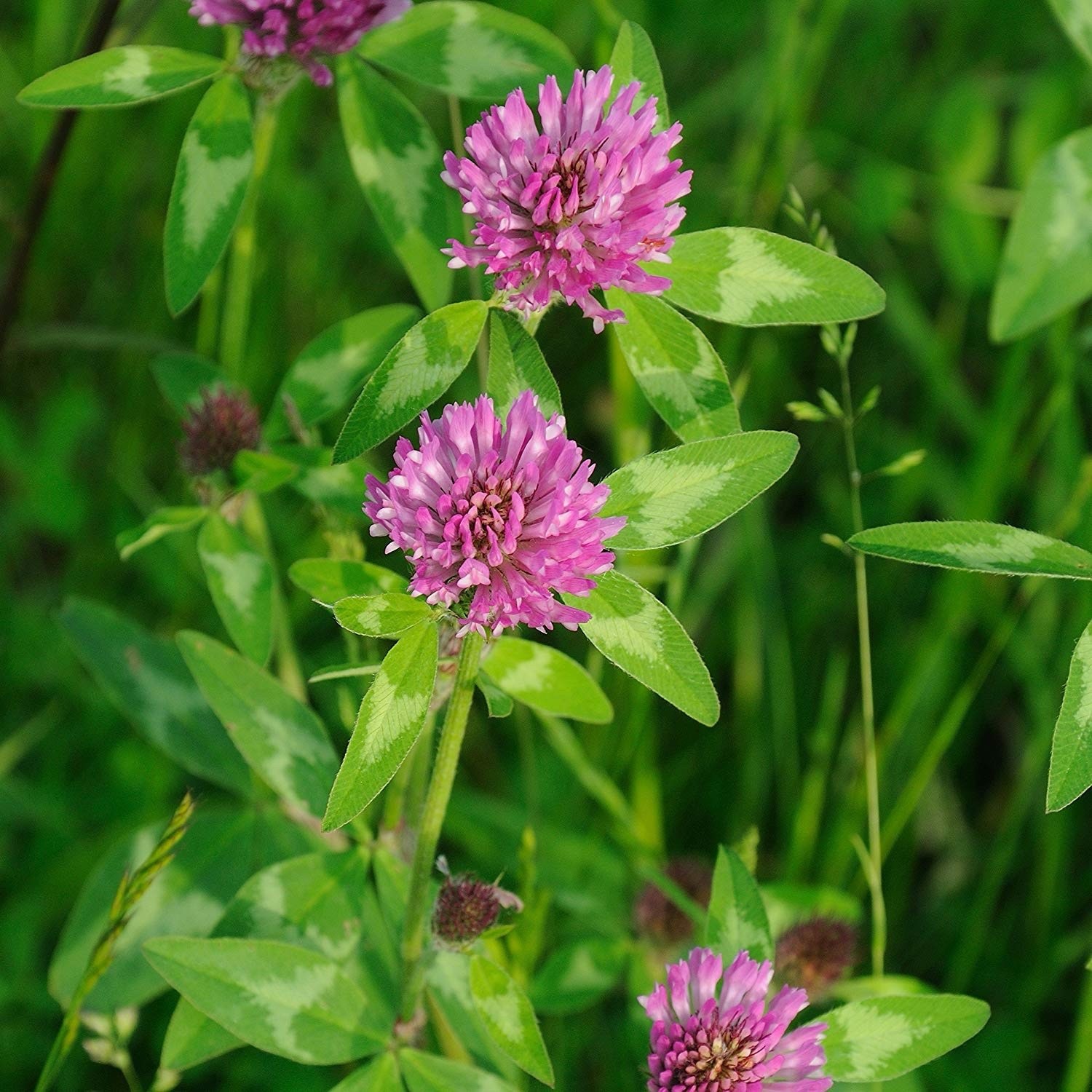 Q Clover Medium Red Clover | 2-4D Resistant Non-GMO Seed for Food Plots 1/2 ac