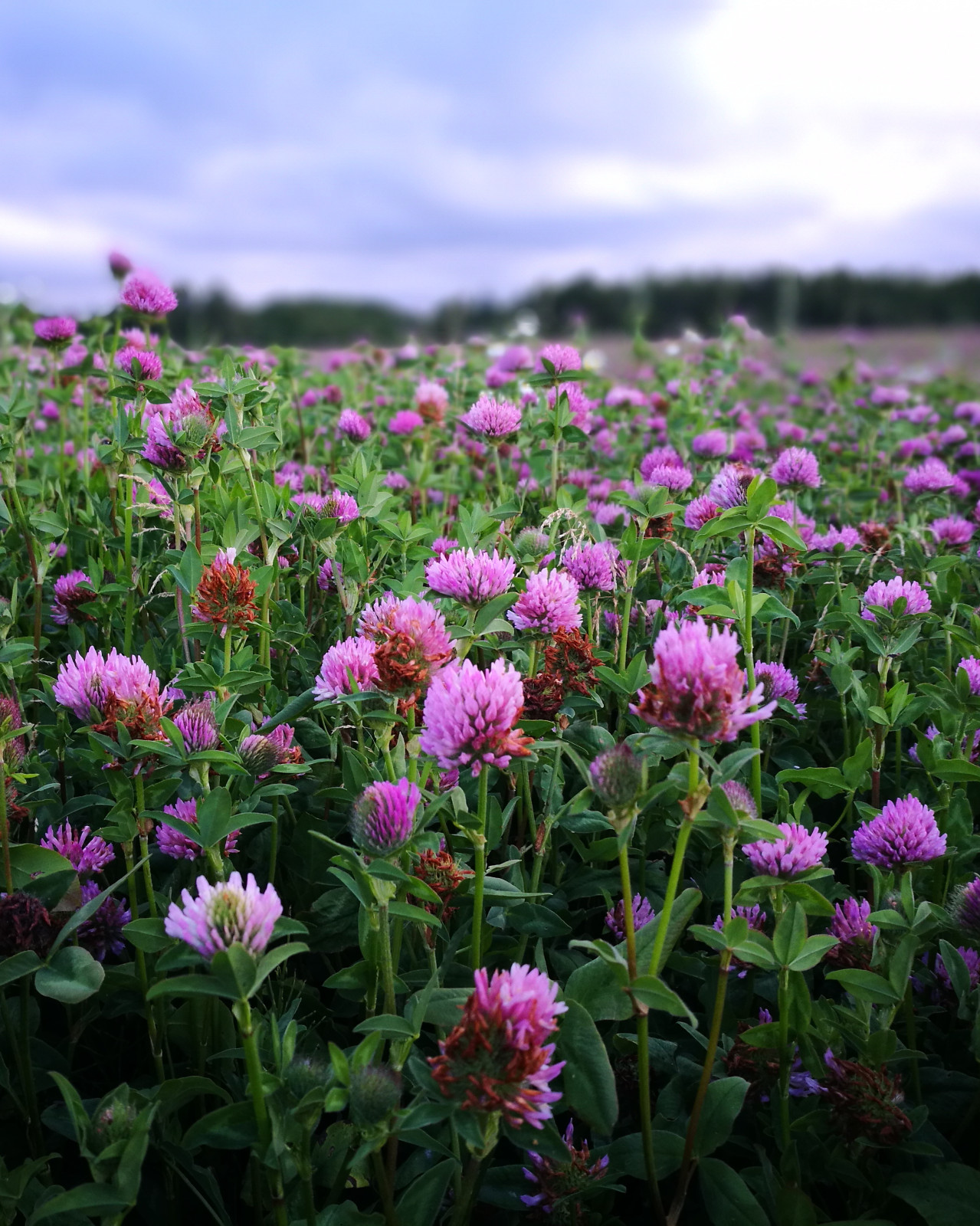 Q Clover Medium Red Clover | 2-4D Resistant Non-GMO Seed for Food Plots 1/2 ac