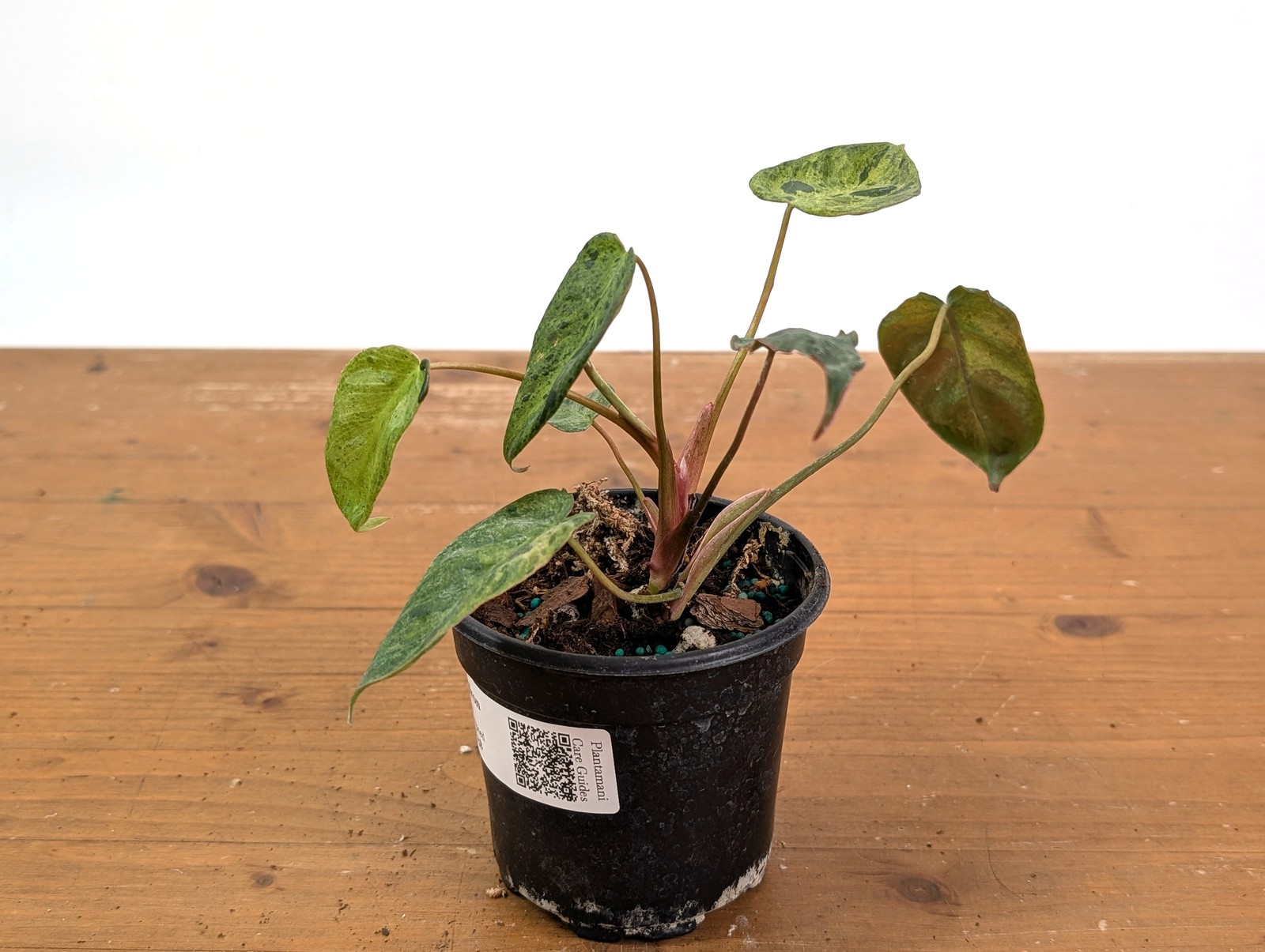 Philodendron Rubrijuvenile x Billietiae Variegated – Exact Plant #25B