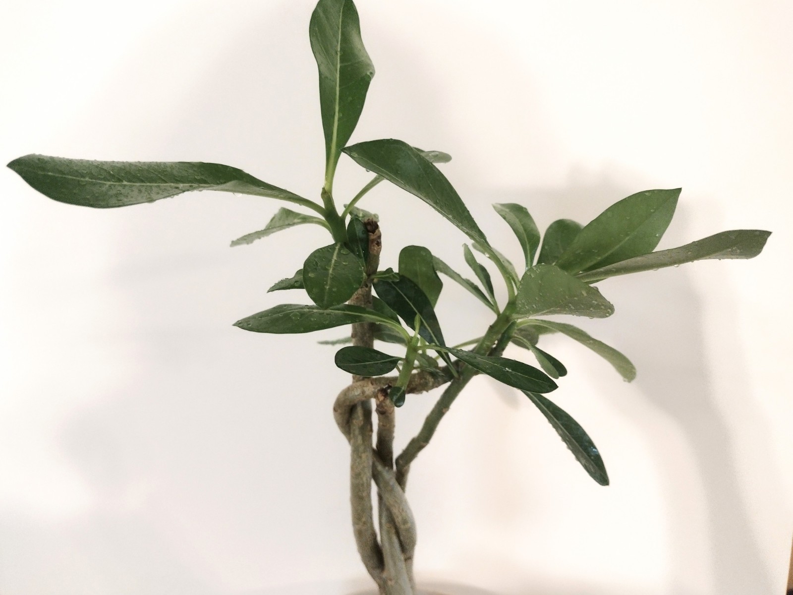 Desert Rose Live Plant, Five Years Old, approx. 11 inches above the soil.
