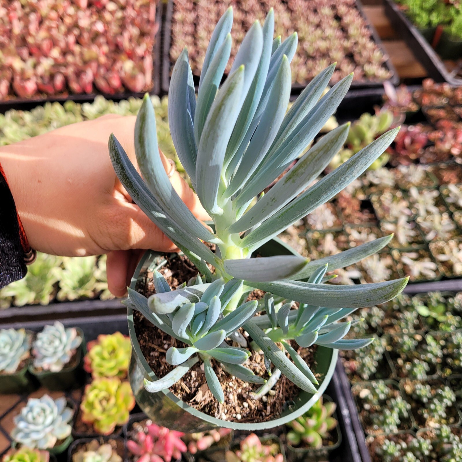 Senecio Serpens ‘Blue Chalk Sticks’ Live Plant – Succulent 2 Inches (Potted)